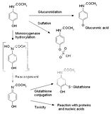 Photobucket | metabolism Pictures, metabolism Images, metabolism ... Photobucket | metabolism Pictures, metabolism Images, metabolism ...